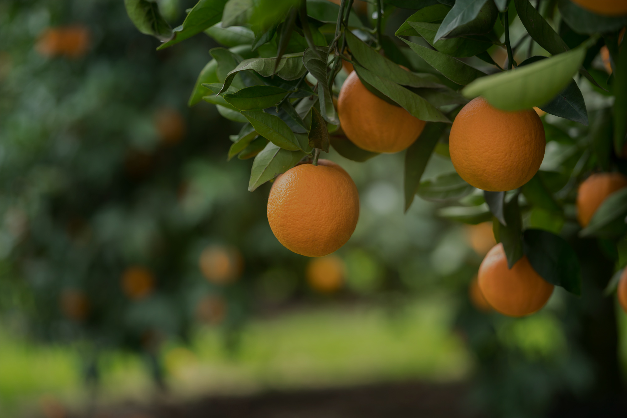 Crop Insurance: Even Specialty Crops Can Benefit Crop Insurance: Even Specialty Crops Can Benefit